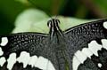 102 Afrikanischer Schwalbenschwanz - Papilio demedocus